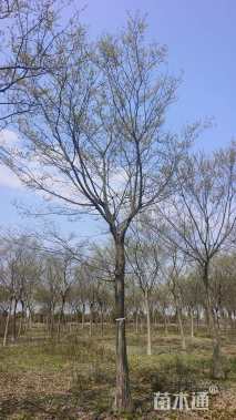 15公分朴树