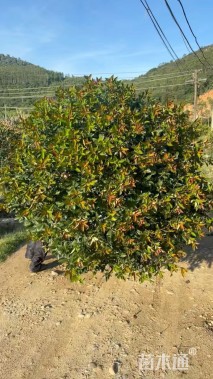 冠幅100厘米红叶石楠球