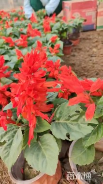 高度25厘米一串红