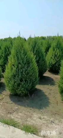 高度250厘米圆柏