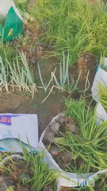 高度20厘米大花萱草