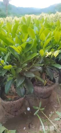 高度50厘米非洲茉莉
