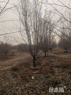 14公分垂丝海棠