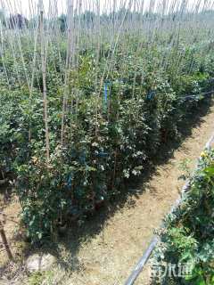 120厘米藤本月季