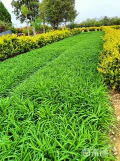 高度20厘米金娃娃萱草