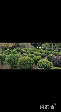 冠幅120厘米杜鹃球