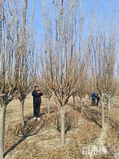 12公分西府海棠