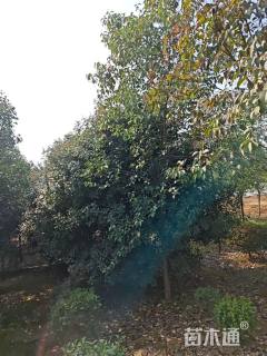 12公分红叶石楠