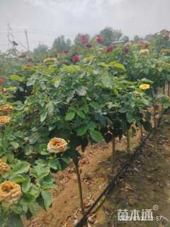 高度60厘米棒棒糖月季