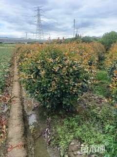 冠幅200厘米红叶石楠球