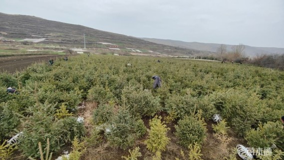 高度80厘米云杉