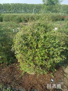 冠幅80厘米火棘球