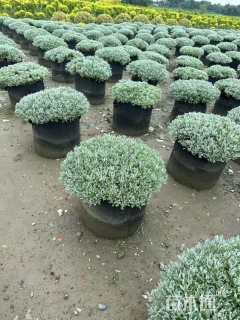 高度30厘米芙蓉菊