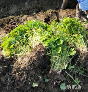 高度15厘米红花酢浆草