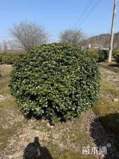 冠幅150厘米无刺枸骨球