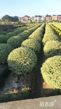 高度120厘米水腊球