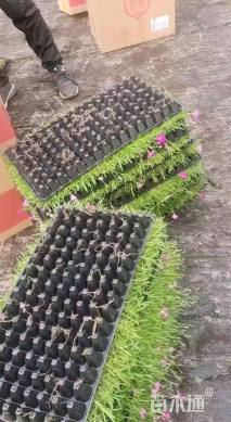 高度10厘米欧石竹