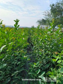 高度130厘米大叶女贞小苗