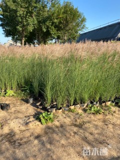 高度50厘米细叶芒