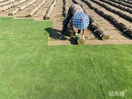 草卷状百慕大草