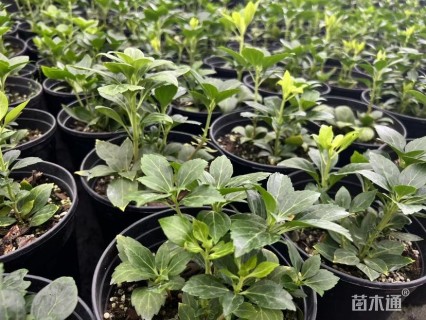 高度25厘米板凳果