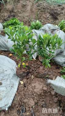 高度30厘米海桐