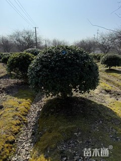 冠幅200厘米无刺枸骨球