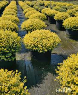 冠幅80厘米冬青球