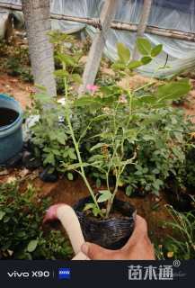 高度50厘米再力花