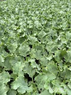 高度10厘米羽衣甘蓝