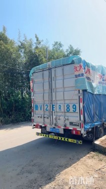 高度50厘米花叶玉蝉花