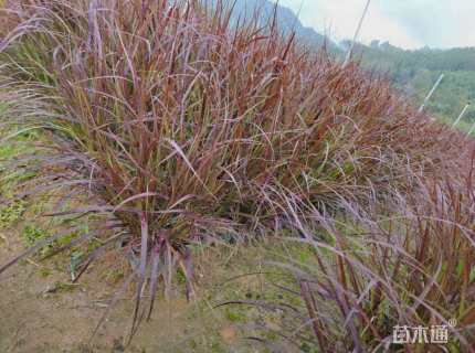 高度30厘米狼尾草