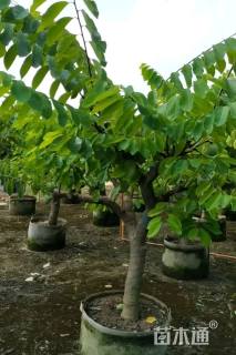 高度200厘米番荔枝