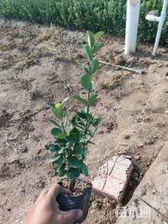 高度30厘米卫矛