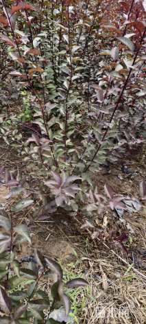 高度80厘米红叶李小苗