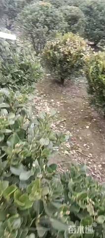 冠幅100厘米大叶黄杨球