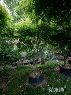 高度250厘米金贵黄枫