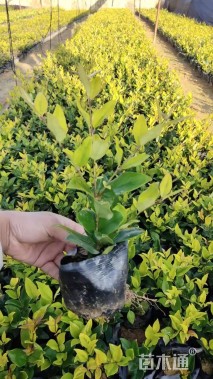 高度25厘米金森女贞