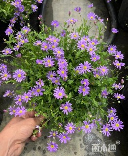 高度20厘米姬小菊