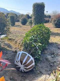 高度300厘米红叶石楠柱