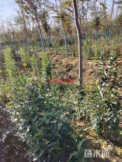 0.6公分大叶女贞