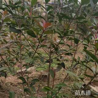 5公分红叶石楠