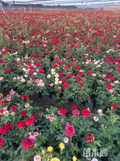 高度30厘米大花月季