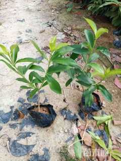 高度30厘米软枝黄蝉