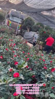 高度80厘米四季茶花