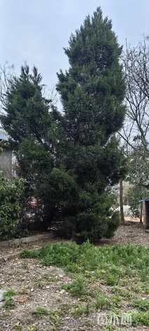 高度1500厘米雪松