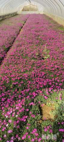 高度10厘米欧石竹