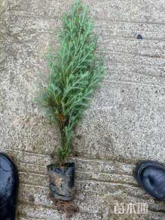 高度60厘米川柏