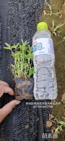 高度20厘米千屈菜