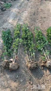 高度100厘米北海道黄杨